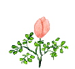 ดอกไม้ ภาพเคลื่อนไหว-gif